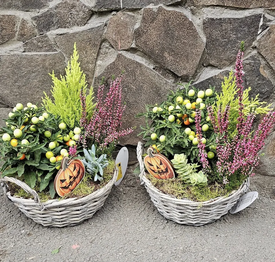 Coșuri de toamnă cu plante și conuri