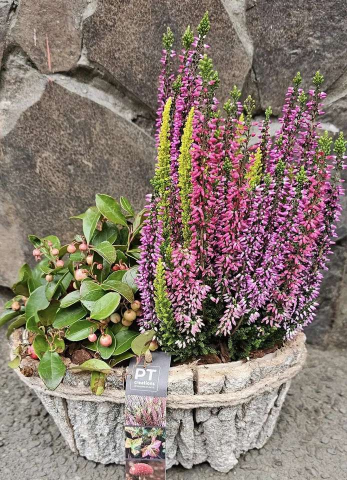Coș de toamnă cu erica și plante de sezon