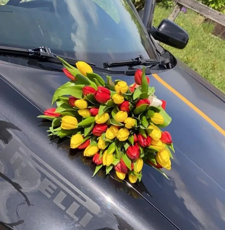 Aranjament cu lalele pentru capota mașinii